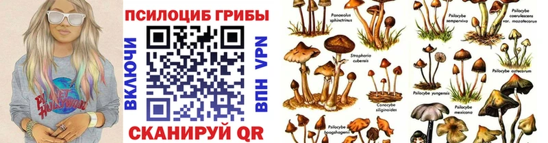 Галлюциногенные грибы Psilocybine cubensis Нурлат